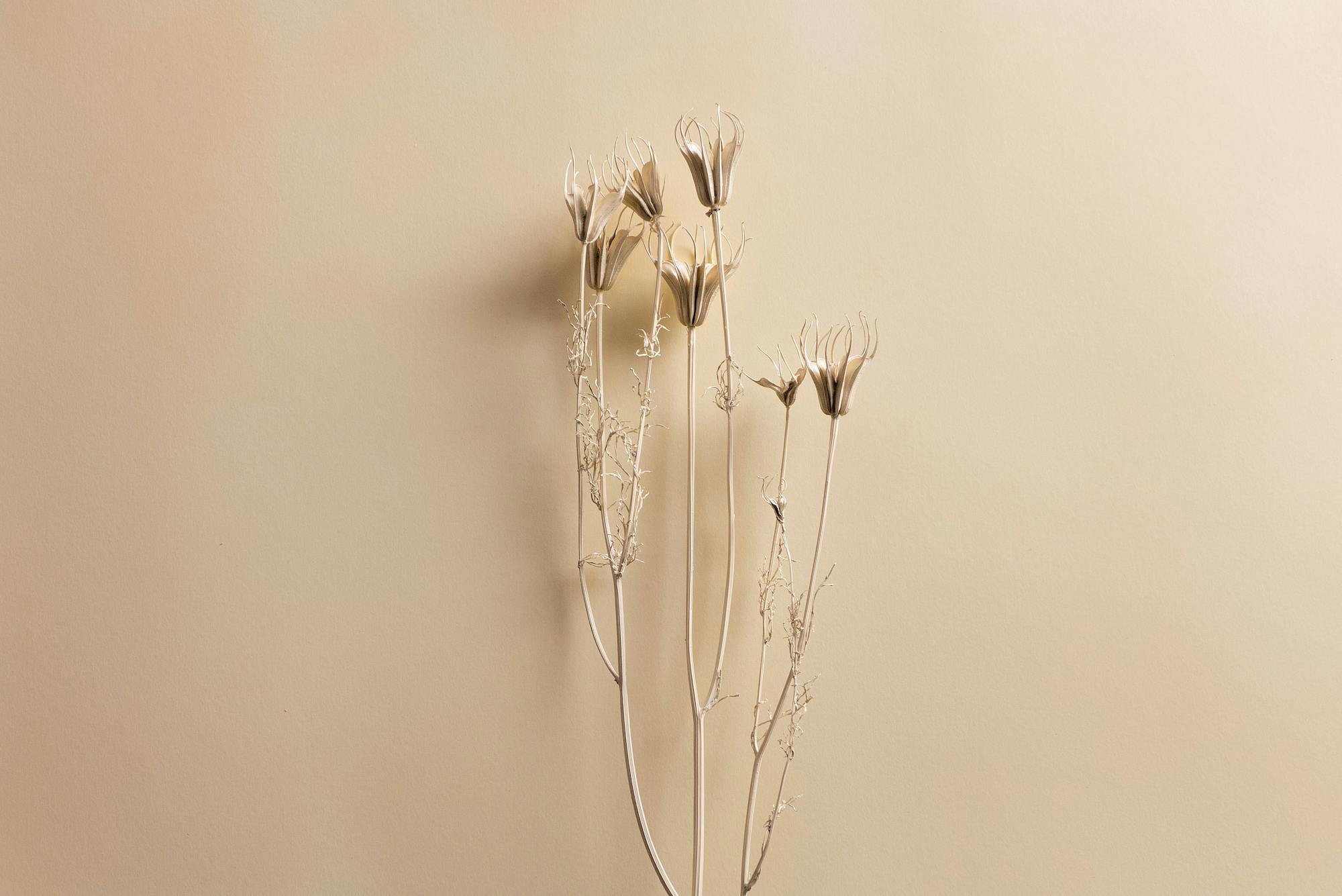 Beautiful dried flowers with a peach colored background